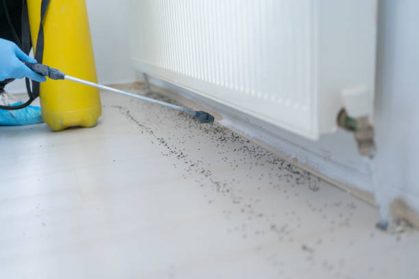 Wasp Removal Services in Lake Crystal, MN